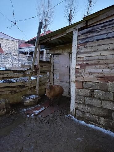 Balıq: Erkəy quzu — 4