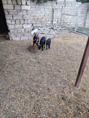 en cox sud veren inekler: Salam hər kəsə. 4 İspan sortu mursiyano və 1 erkək hələb satılır — 2