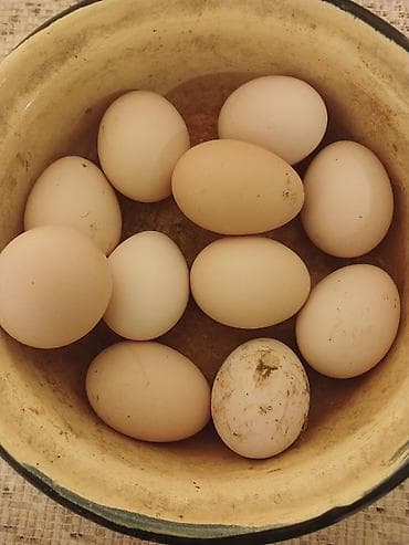 essek sudu satilir: Avstralop toyuqlarının mayalı yumurtası.Qiymət 80 qəpik — 1