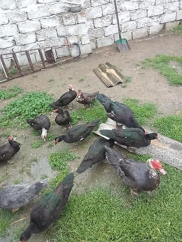 lal ordek balasi: Lal ordeyler satlir 10 fere 3 erkey fereler 17 manat hamsi bir yerde — 5