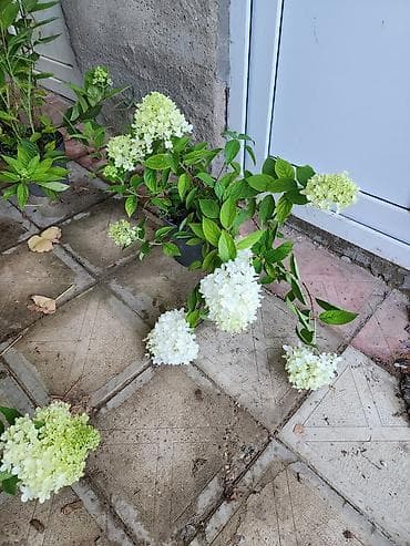 çöl sarmaşığı: Ağ çiçəkləri olan panikulyar hortensiya (Hydrangea paniculata) – — 4
