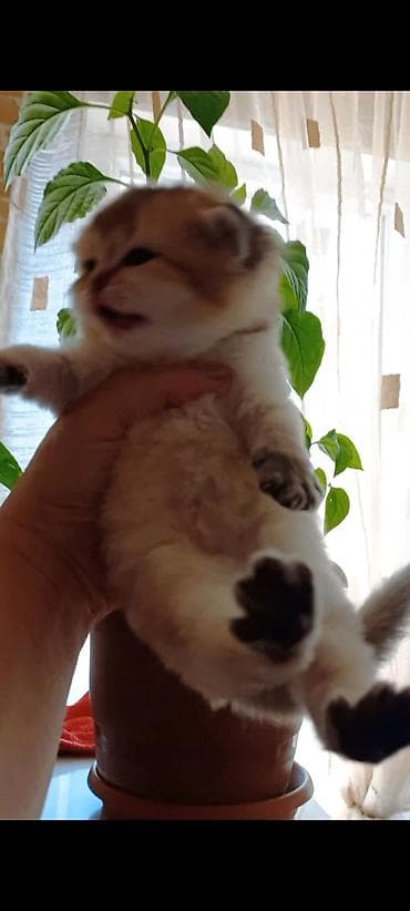 paroda pişik: Britan, Dişi, Yaxşı əllərə, Ünvandan götürmə — 9