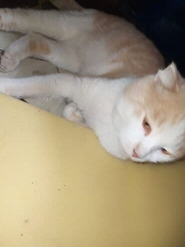 pişik daşıma: Şotland yastı qulaq — 7