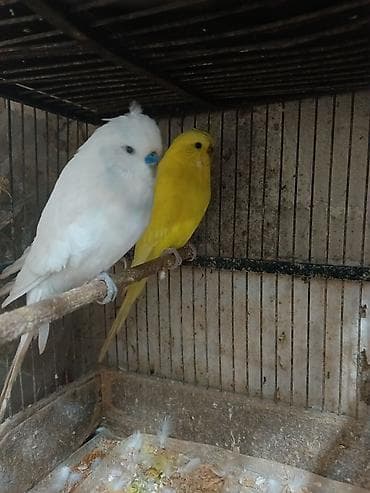 tutuquş: Çex papuqaylar bir çüt,ağ rəngdə olan erkek,sarı olan isə mayadır.Bu — 4