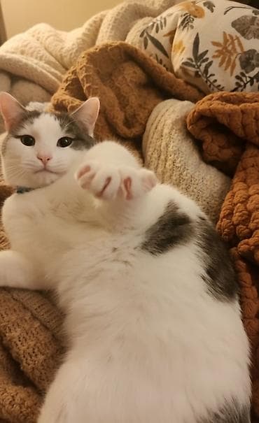 pisiy balasi: Erkək, Dişi, Yaxşı əllərə — 7