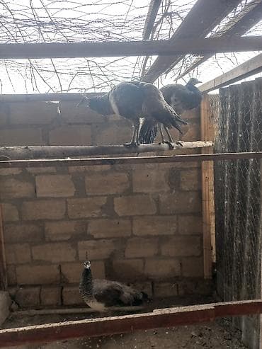 Məhsul: Qırmızı-yaşıl-mavi parıltılı boyun və sinəyə malik tovuz