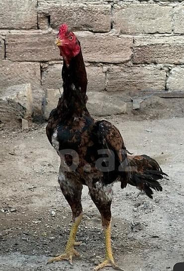 bildircin satisi: Heyvan 2yaş tamamdi temiz toyuq tukdu cinsli qanli heyvandi heyet — 3