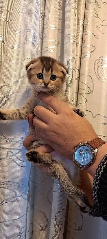 pisi: Şotland yastı qulaq, Erkək, Dişi, Yaxşı əllərə, Ünvandan götürmə, Pulsuz çatdırılma, Ödənişli çatdırılma — 3