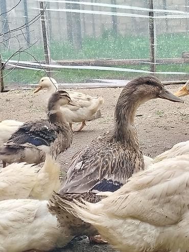 rengli cuce: Salam Həyət heyvanlarıdır 3 günlüyündən özüm saxlamışam 23 dekabr — 3