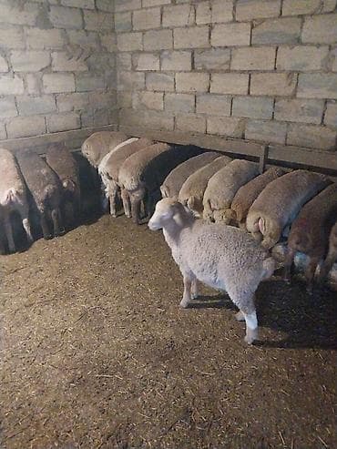 1 kq buğda qiyməti: Quzu, Erkək, ay: 6, 15 kq, Ödənişli çatdırılma — 3