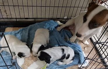 itlərin sekisi: Cek rassel teryer — 4