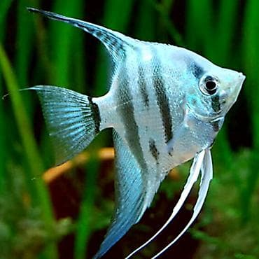 it bazari 2018: Mələk balığı (skalyari), Sülhsevər, Ünvandan götürmə, Ödənişli çatdırılma — 1