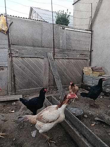 Salam Aleykum 4də satılır.Qəsəng becələrdir