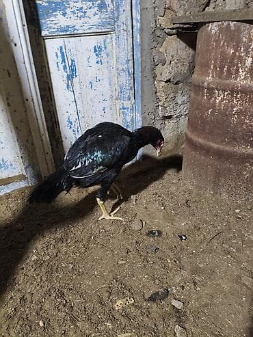 top az itler: Toyuq cücələri, Damazlıq, Ünvandan götürmə — 5