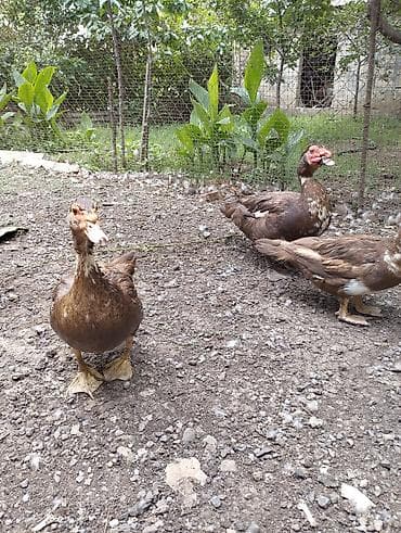 Musk ördəkləri (Muscovy) – qəhvəyi-ağ ləkəli rəngdə, geniş həyət və — 4