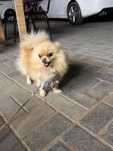 kanı kors: 🐶 Satılır – Çox Şirin Dişi Pomeranian (Spitz) 🐶 2 yaşlı, dişi, çox — 1