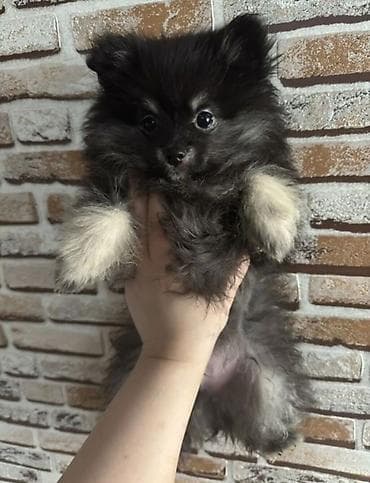 pomeranski špic poklanjam: Şpitz, 2 ay — 3