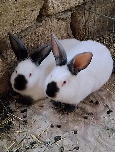 balaca itlər: Kaliforniya ətlik cinsin balaları satılır ayına görə qiymət dəyişir — 1