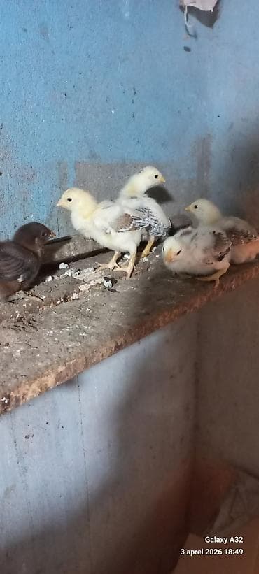 kənt cucəsi: Toyuq, Damazlıq — 6