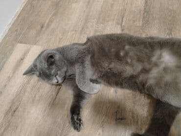 pişik cütləşdirmək: Şotland, Erkək, Cütləşmə üçün, Ünvandan götürmə — 8