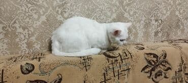 maraqli pişik adları: Dişi, Yaxşı əllərə, Ünvandan götürmə — 8