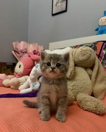 ev heyvanları: Britan — 7