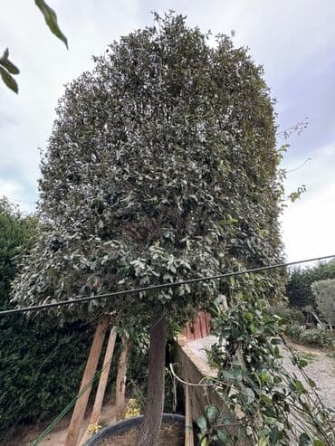 daş stəkan: Daş Palid Ağcı Boyu 5 metir həcmli dekorativ həmişəyaşıl ağac Tel — 4