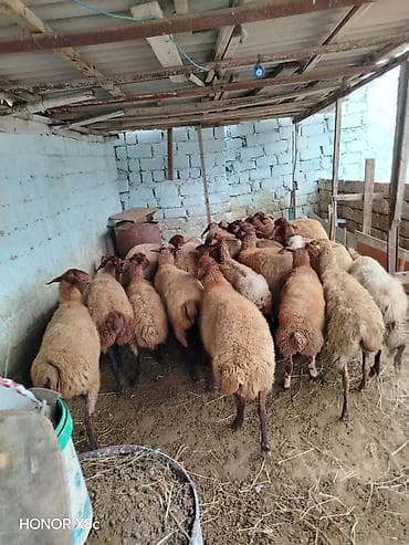 mal qara qusar: 27 baş tərgitməy heyvanlar satılır istəyən olsa yazsın baxa bilmirəm — 7