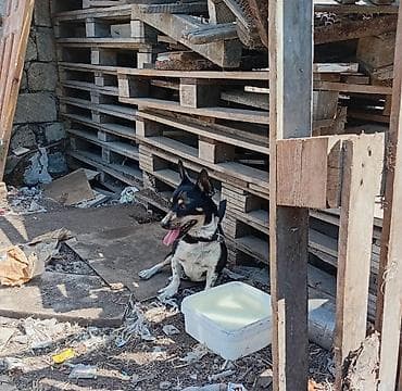 itlerin satisi ucuz: 1 il, Erkək, Ödənişli çatdırılma — 6