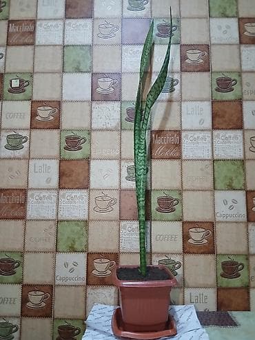 Саженцы деревьев: Qiymət 3 -10azn araliginda ölcüyə görə dəyisir — 8