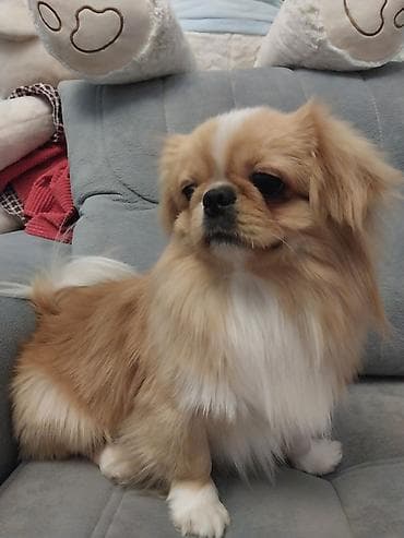 pekines it satisi: Pekines, 1 il, Erkek, Cütləşmə üçün, Pulsuz çatdırılma — 2