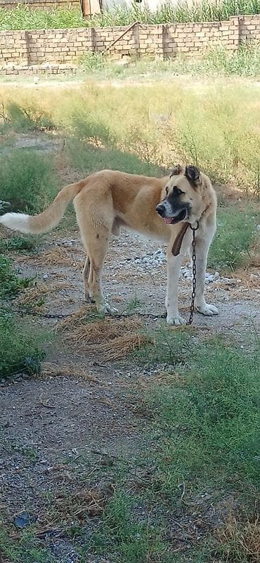 jack russell terrier: Qurdbasar, 1 il, Erkek — 2