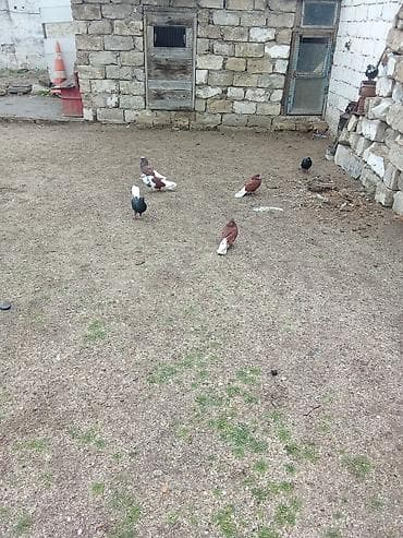 goyercinle: Öz heyvanlarımdi isteyen maraqlana biler — 2