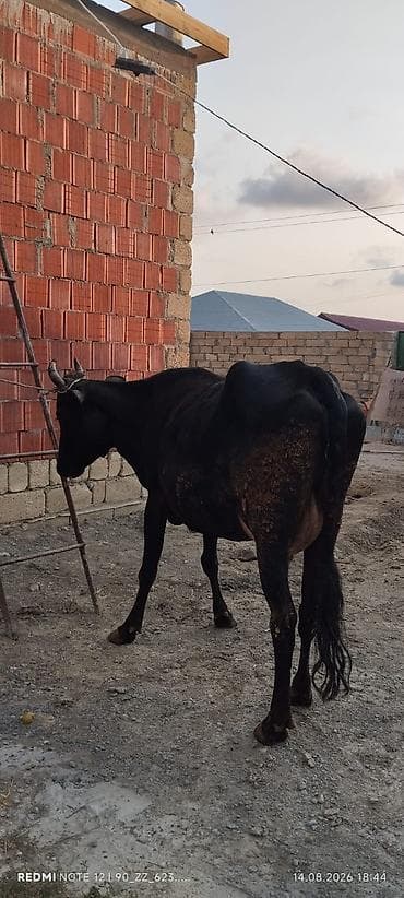 ala inek: Axşam sabah 5 litr süd verir 2 çi balasıdi dişi balası var 25 gündü — 3