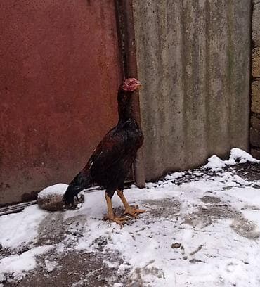 Heyratı bece Ella temiz cinsdi lalafo.az -da Heyratı bece Ella temiz cinsdi