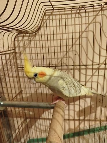 . Tam Rucnoy El quwudur . Anasi Albino. Atasi lutinodu. Cox Saglam