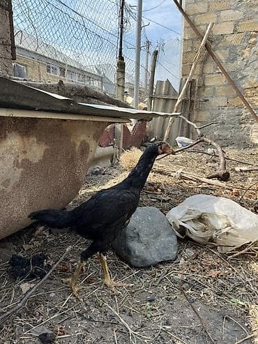 K/t heyvanları və malları: Toyuq cücələri, Damazlıq — 3
