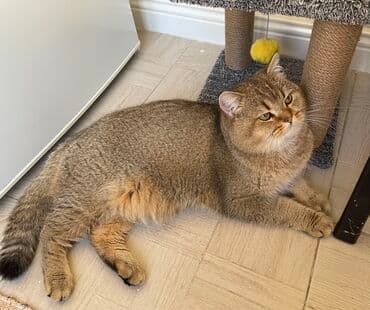 Gəmiricilər: Cütləşdirilir erkək Britan. İri tontiş pişikdi. Dişi pişiyi görən kimi — 2