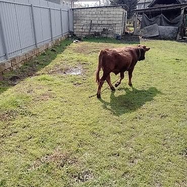 anqus dana: Dana, buzov, Erkək, ay: 8, Ətlik — 2