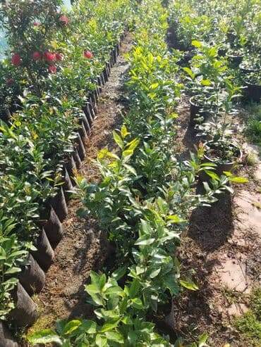uzum tingi: Limon və mandarin tingleri 10 azn sifarişlə gətiririk — 1