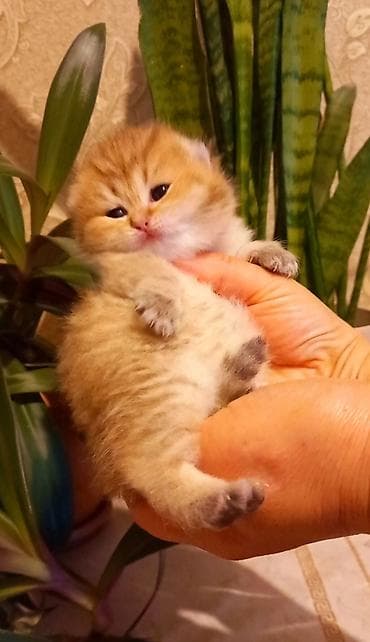 Кошки: Британская, Самец, В добрые руки, Самовывоз — 8