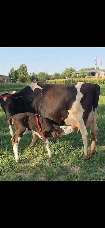 Satılır: inək və balası - Cins: qara-ağ alaca süd tipli inək - — 3