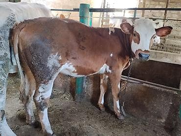 simmental inək cinsi: Dana, buzov, Dişi, Simental, ay: 11, 120 kq, Damazlıq, Ünvandan götürmə — 3