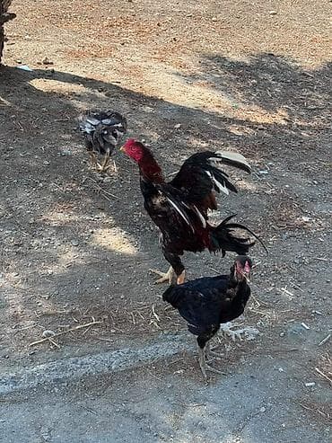 K/t heyvanları və malları: Barter edirem yerli toyuqlarla — 2