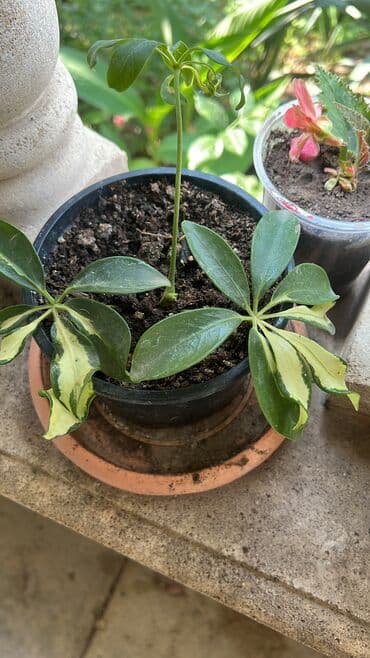 yumru xalça: Xalça — 3