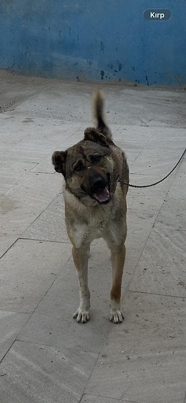 Kanqal, 1 il, Peyvəndli