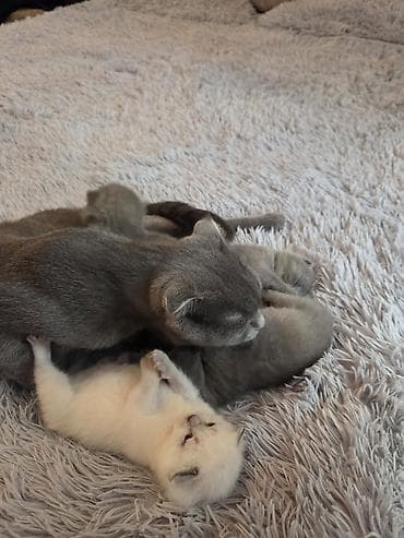 super alabay kl: Şotland — 2