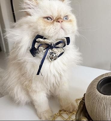 ucuz colpalar: Fars, Erkək, Cütləşmə üçün — 6