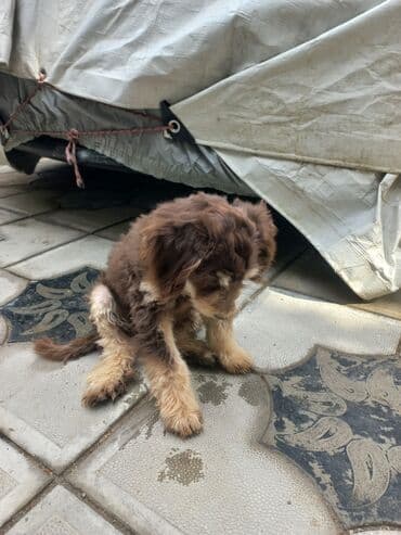 cau cau iti satilir: 3 ay, Erkek, Ünvandan götürmə — 11