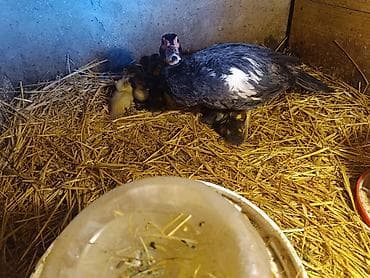 ördek: 15 ədəd 4 günlük təmiz cins lal ördək balaları.Macar,Mirvari,fındığı — 3